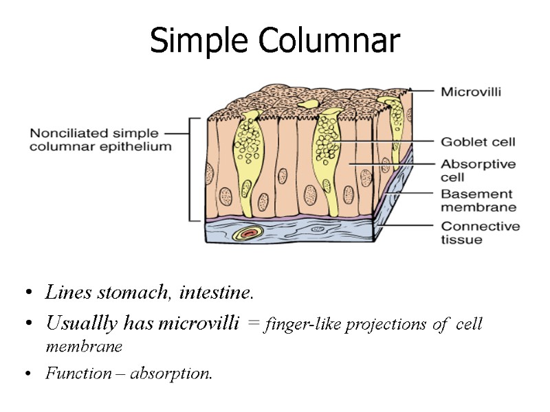 Simple Columnar Lines stomach, intestine.  Usuallly has microvilli = finger-like projections of 